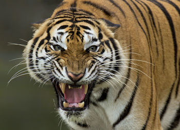 Close-up of a tiger