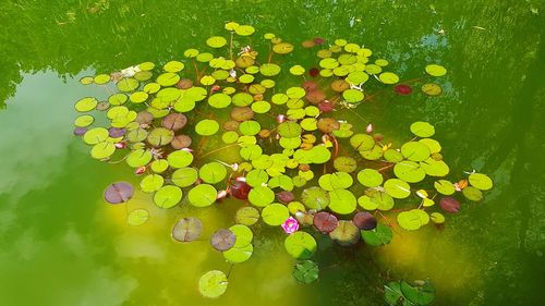 Close-up of lotus water lily in lake