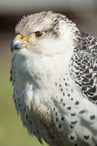 Close-up of owl