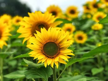 Close-up of sunflower on field