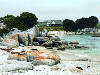 Plants growing on rocks by sea against sky