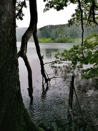 Scenic view of lake against trees