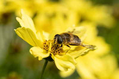 Closeup of a bee, or honeybee, apis mellifera collecting pollen from a yellow garden flower.