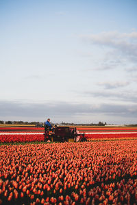 Farmer in the tulip fields