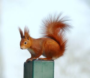 Close-up of squirrel