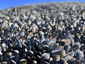 Full frame shot of shells and clams on noordhoek beach 