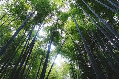 Low angle view of bamboo trees in forest