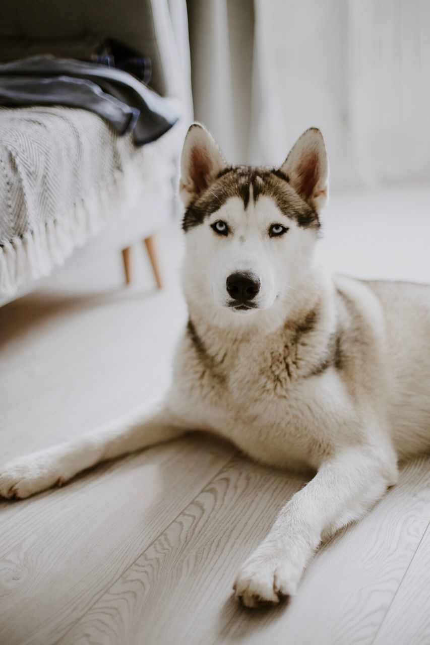 PORTRAIT OF DOG LYING DOWN ON BED