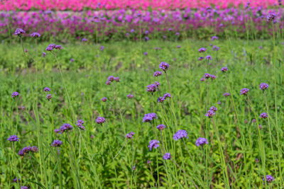 Purple flowers growing on land