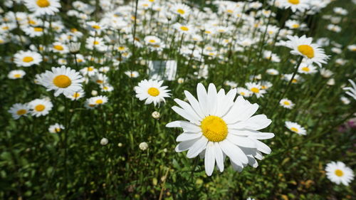 Chamomile field