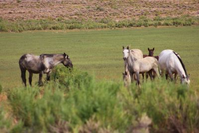 Horses on field