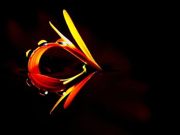 Close-up of flower over black background