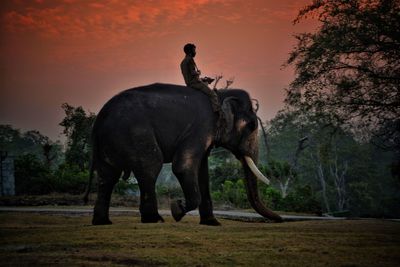 Elephant drinking water