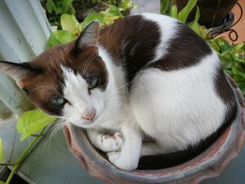 Close-up of a cat