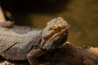 Close-up of lizard on rock