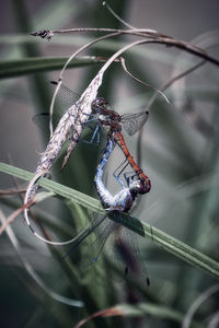 Close-up of insect