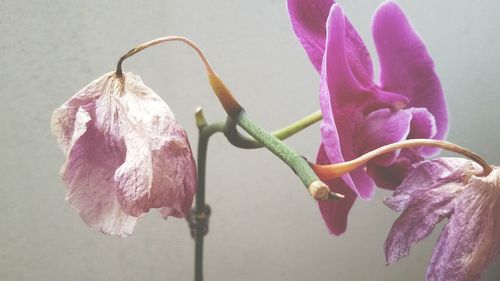 Close-up of pink orchid blooming