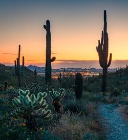 Saguaro cactus growing on field against sky during sunset with city background 
