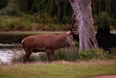 Side view of deer grazing on field