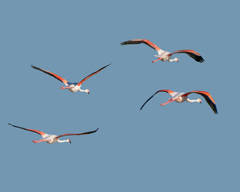 Low angle view of seagulls flying