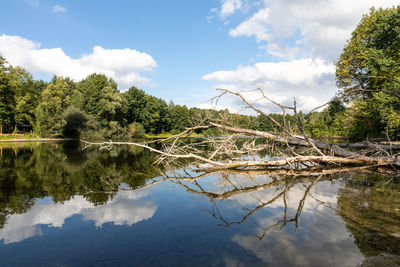 Reflection of trees in lake against sky