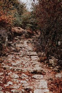 Surface level of footpath amidst trees in forest