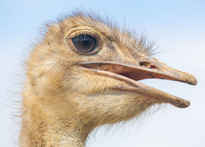 Close-up of a bird against sky