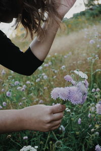 Cropped hands of young woman picking flowers at park