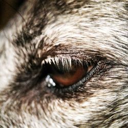 Extreme close up of human eye