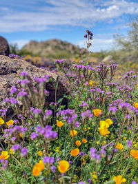 Close-up of purple flowering plants on field