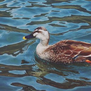 Duck swimming in lake