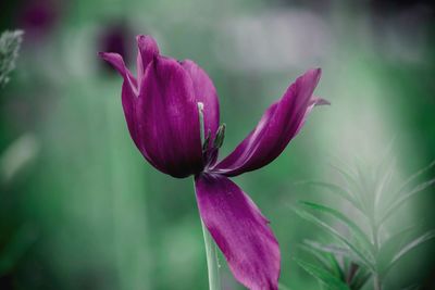 Close-up of purple flower blooming outdoors