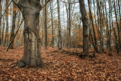 Trees in forest during autumn