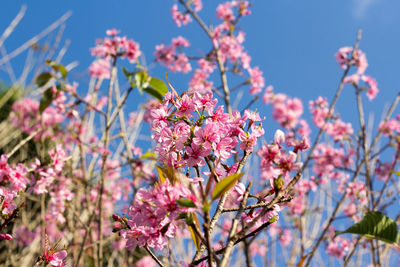 Close-up of pink cherry blossoms in spring