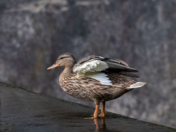 Close-up of bird perching on wood