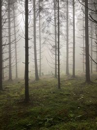 Trees in forest