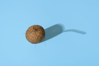 Whole coconut with glass-shaped shadow, concept summer drinks. coconut minimal on blue table