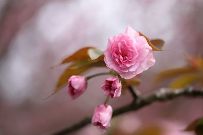 Close-up of pink rose
