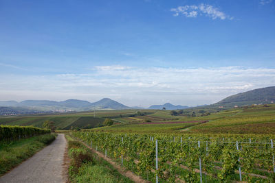 Scenic view of vineyard against sky