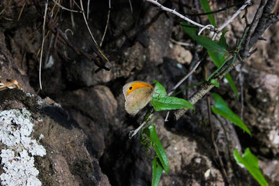 Close-up of bird perching on branch