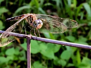 Close-up of insect on plant