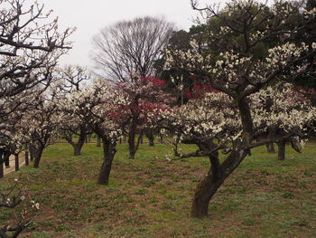 View of cherry blossom trees on field