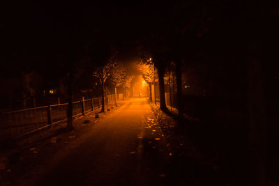 Illuminated trees in winter at night