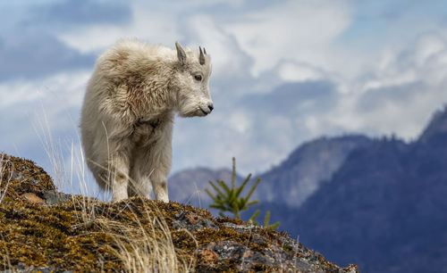 Mountain goat in the mountains