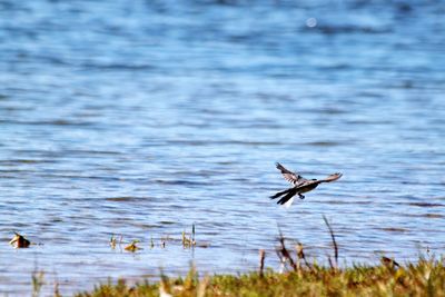 Bird flying over lake