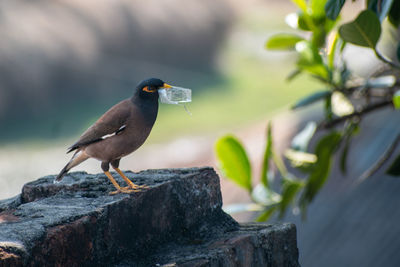 A common myna or mynah, acridotheres tristis, is carrying plastic on its beak. plastic pollution.