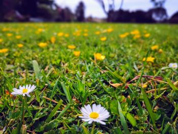 Close-up of yellow flowering plants on field
