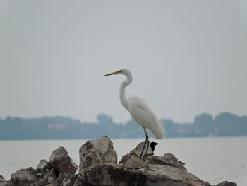 Seagull perching on rock by sea against sky