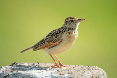 Close-up of bird perching on rock