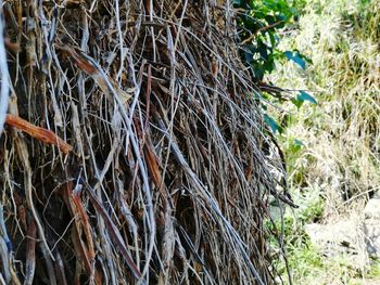 Close-up of bamboo plants